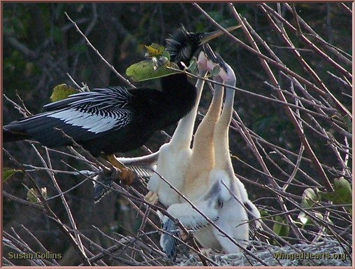 Anhinga feeding her chicks at Green Cay Nature Center