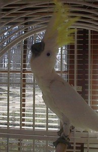 caged-ckatoo