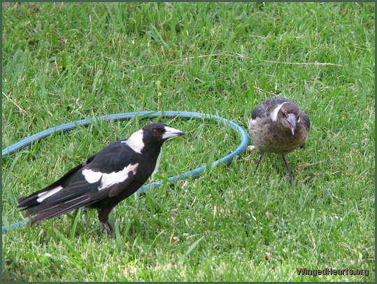 Vicky magpie with daughter Shelly