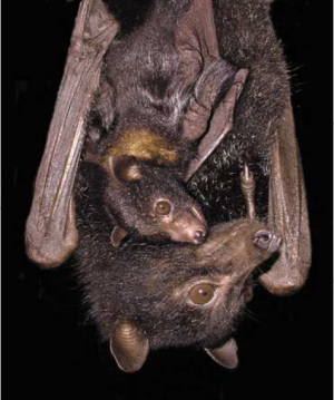 baby bat clinging to mother bat